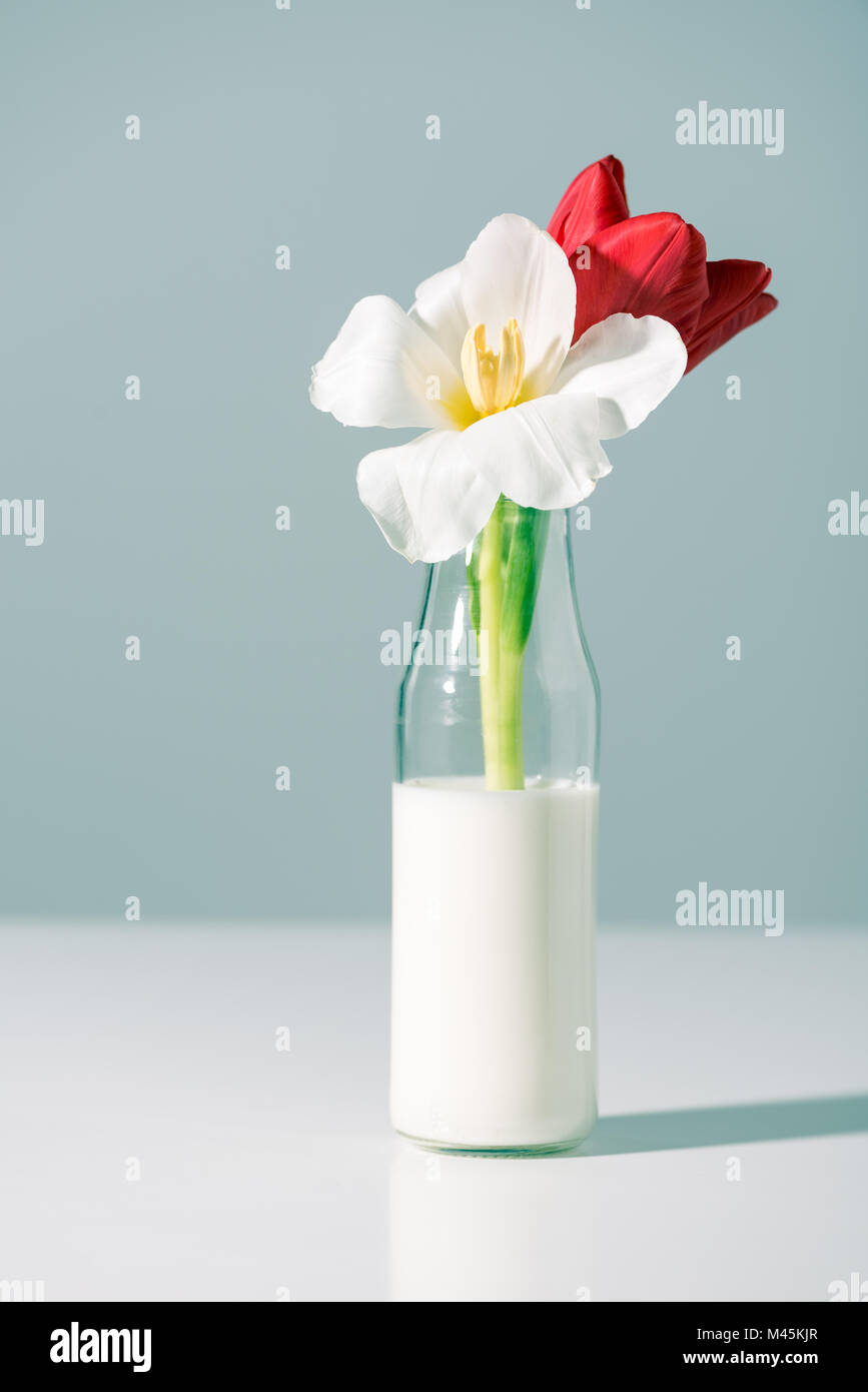 Vue rapprochée de belles fleurs rouges et blancs en bouteilles avec du lait sur gris Banque D'Images