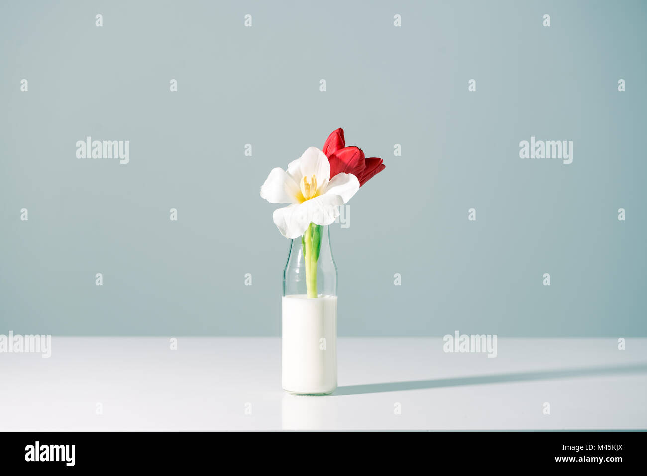 Belles fleurs rouges et blancs en bouteilles avec du lait sur gris Banque D'Images
