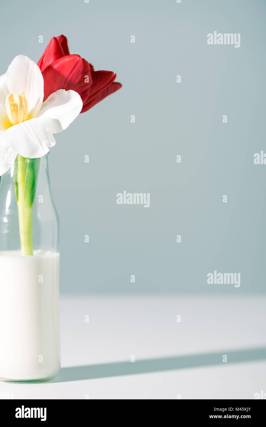Vue rapprochée de belles fleurs rouges et blancs en bouteilles avec du lait sur gris Banque D'Images