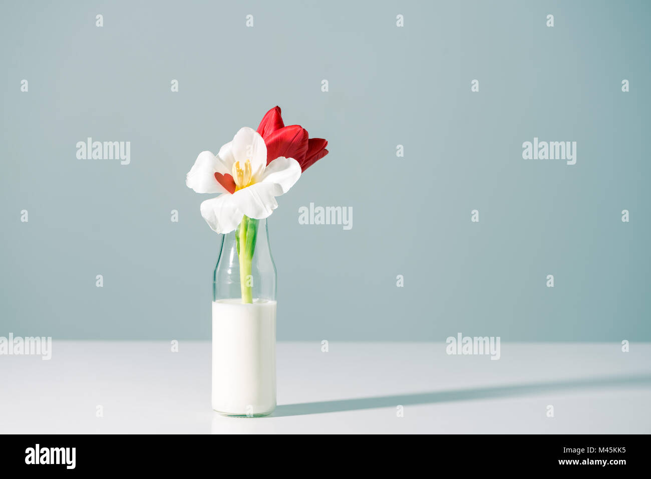 Fleurs tulipes rouges et blancs dans le flacon en verre avec du lait sur gris Banque D'Images