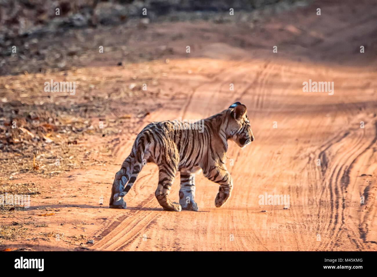 Cute little wild Cub tigre du Bengale, Panthera tigris tigris, traversant une route, la Réserve de tigres de Bandhavgarh, Madhya Pradesh, Inde Banque D'Images