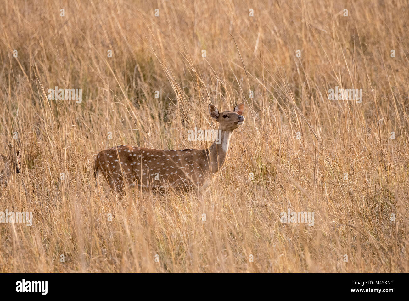 Sauvages adultes Chital ou spotted deer doe, Axis axis, reniflant l'air en Bandhavgarh National Park, Madhya Pradesh, Inde Banque D'Images