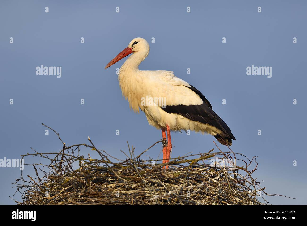 Cigogne Blanche (Ciconia ciconia), Comité permanent sur l'Aerie, Canton d'Argovie, Suisse Banque D'Images