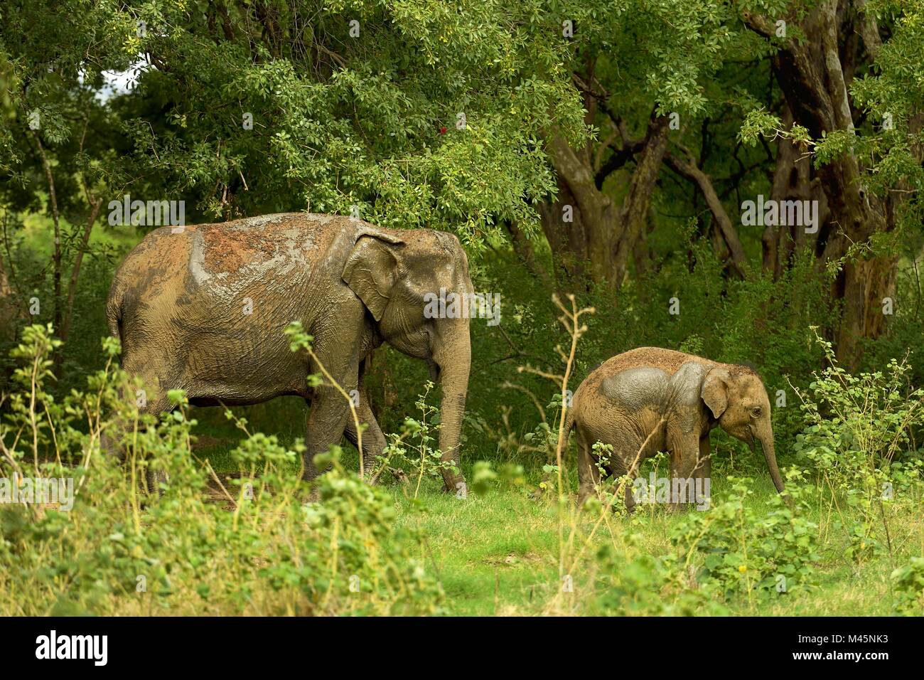 Les éléphants du Sri Lanka (Elephas maximus maximus),barrage avec les jeunes dans la jungle ainmal,le Parc National Minneriya Banque D'Images