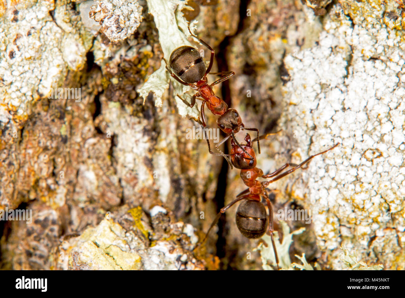 Les fourmis des bois rouge Banque D'Images