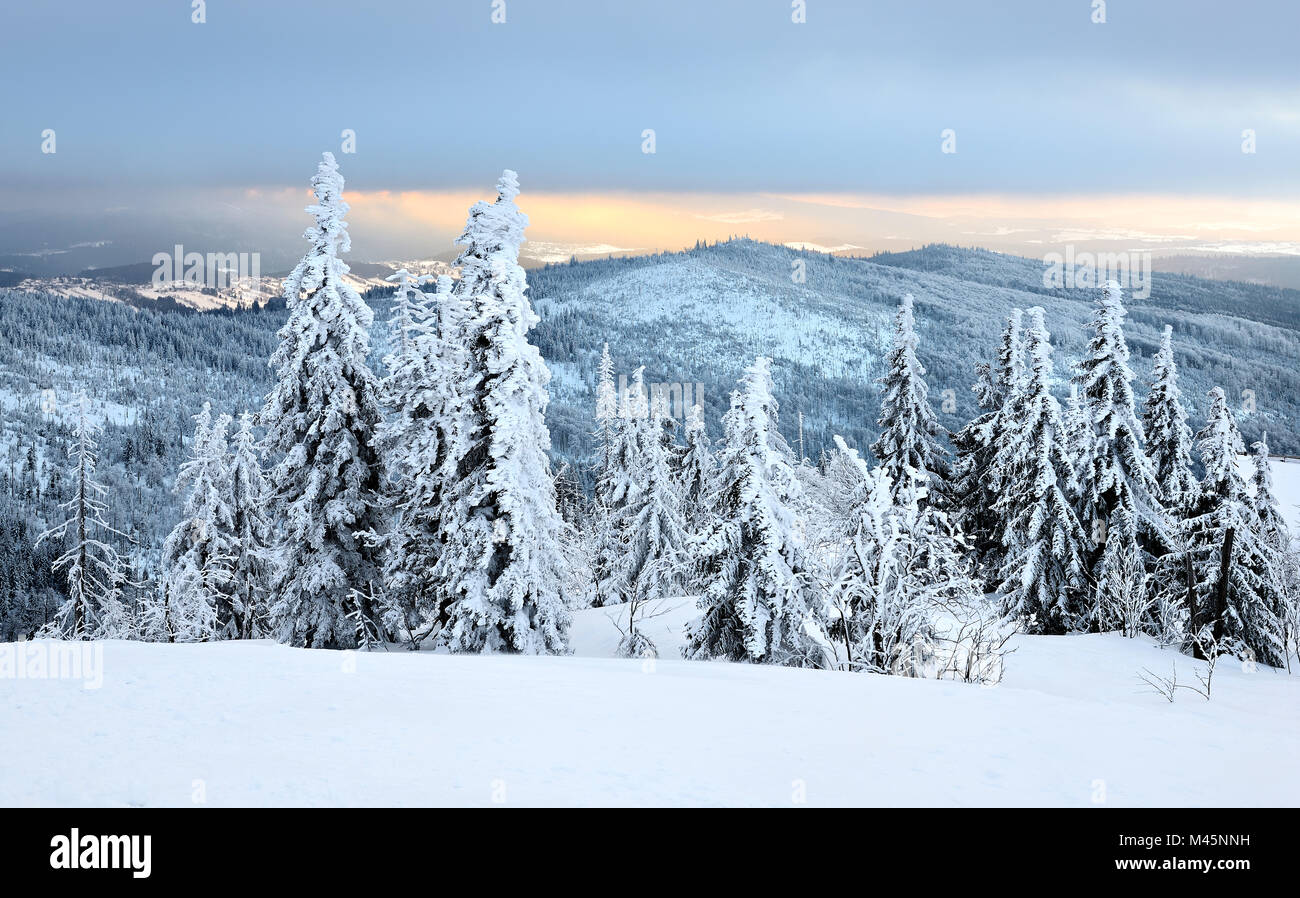 L'atmosphère du matin,la neige sapins sur la montagne Lusen en hiver,Parc National de la forêt bavaroise, Bavière, Allemagne Banque D'Images