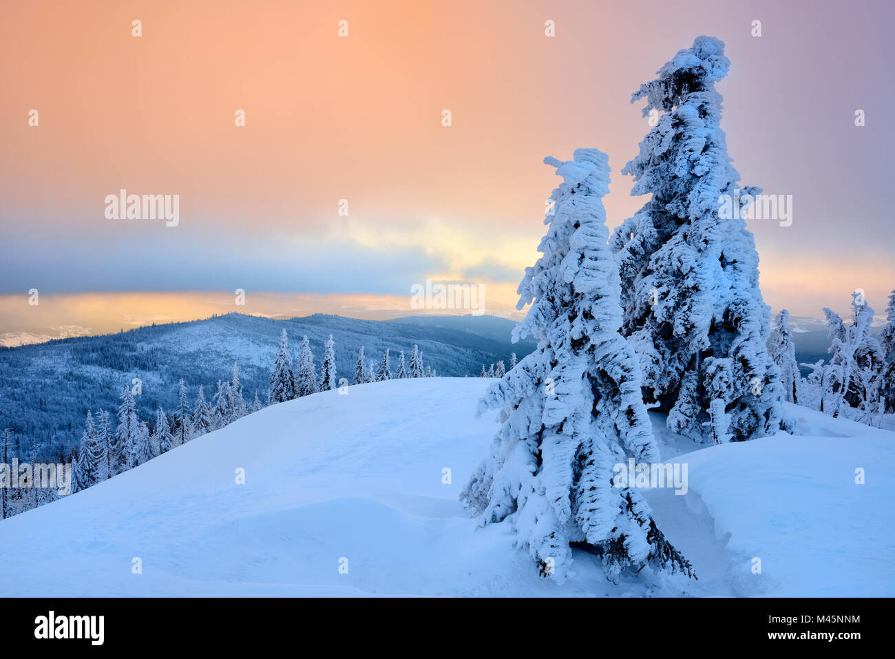 L'atmosphère du matin,la neige sapins sur la montagne Lusen en hiver,Parc National de la forêt bavaroise, Bavière, Allemagne Banque D'Images