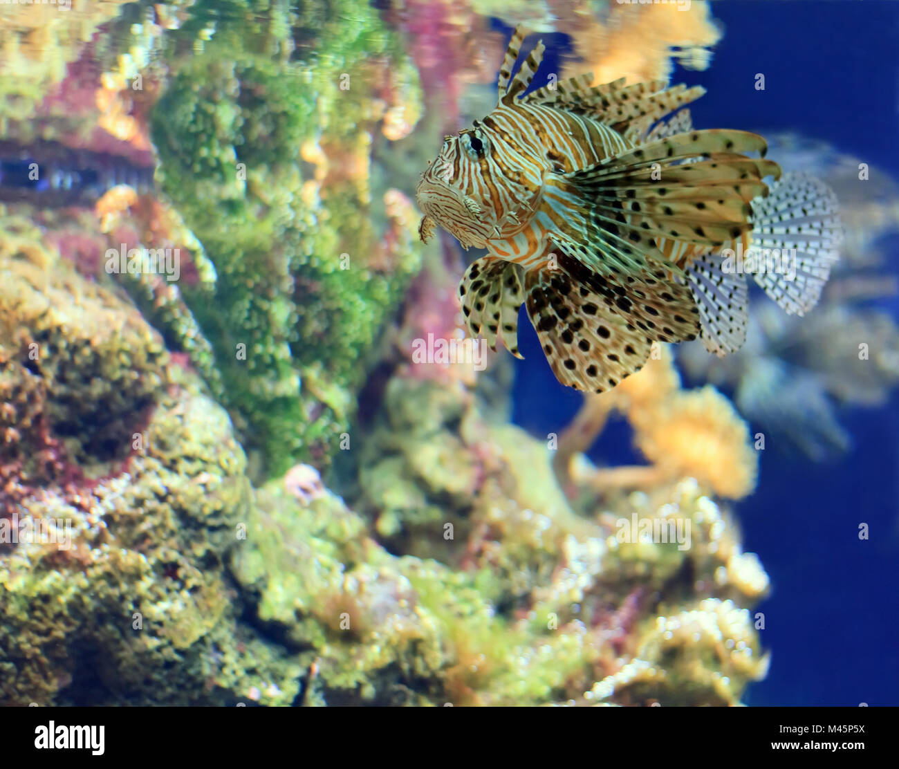 Poissons tropicaux sur une barrière de corail Banque D'Images