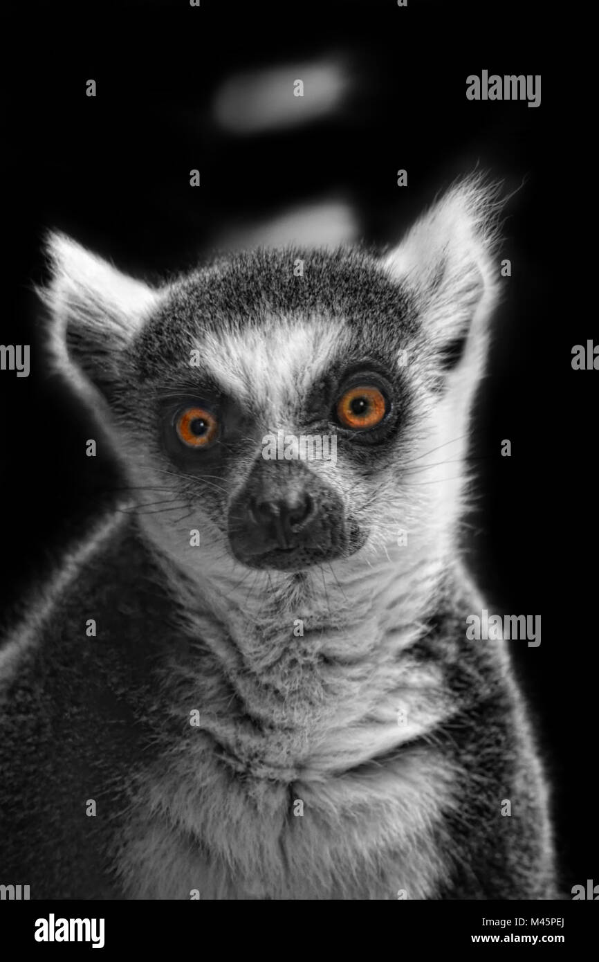 Ring-tailes Lemur Banque D'Images
