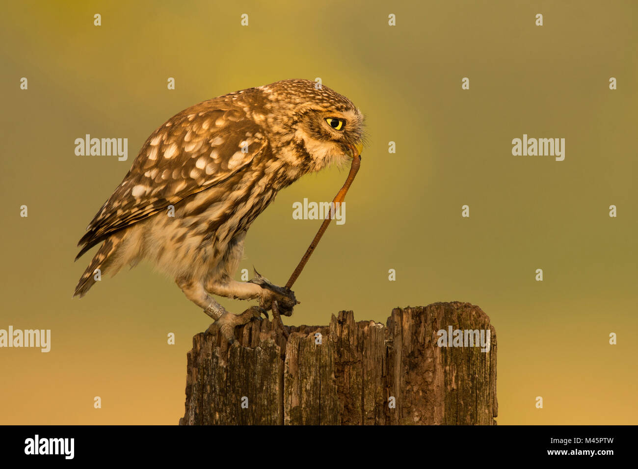 Chouette chevêche (Athene noctua) avec ver comme proies sur souche d'arbre, Rhénanie-Palatinat, Allemagne Banque D'Images