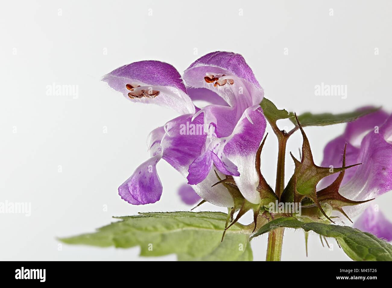 Lamium maculatum, connu sous le nom de dead-nettle, tacheté Spotted henbit et Purple dragon Banque D'Images