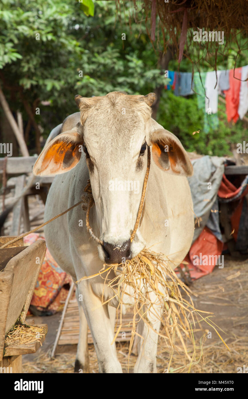 Les ruminants de manger du foin et de la paille à Bagan Myanmar Banque D'Images