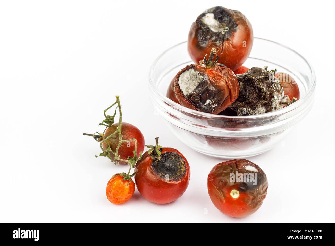 Tomates moisies dans un bol en verre sur un fond blanc. Aliments malsains. Mauvais stockage des légumes. Sur l'alimentation du moule Banque D'Images