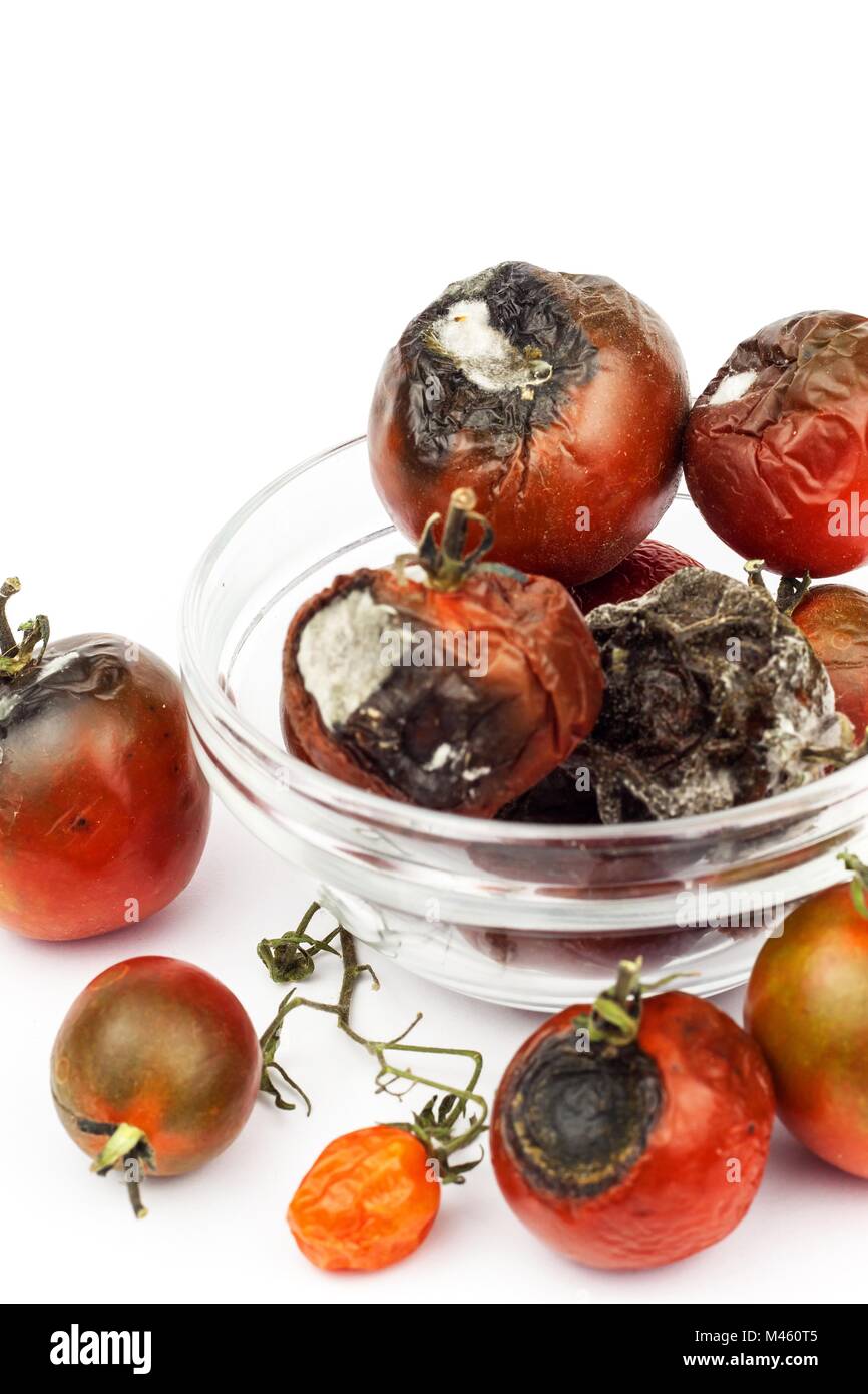 Tomates moisies dans un bol en verre sur un fond blanc. Aliments malsains. Mauvais stockage des légumes. Sur l'alimentation du moule Banque D'Images