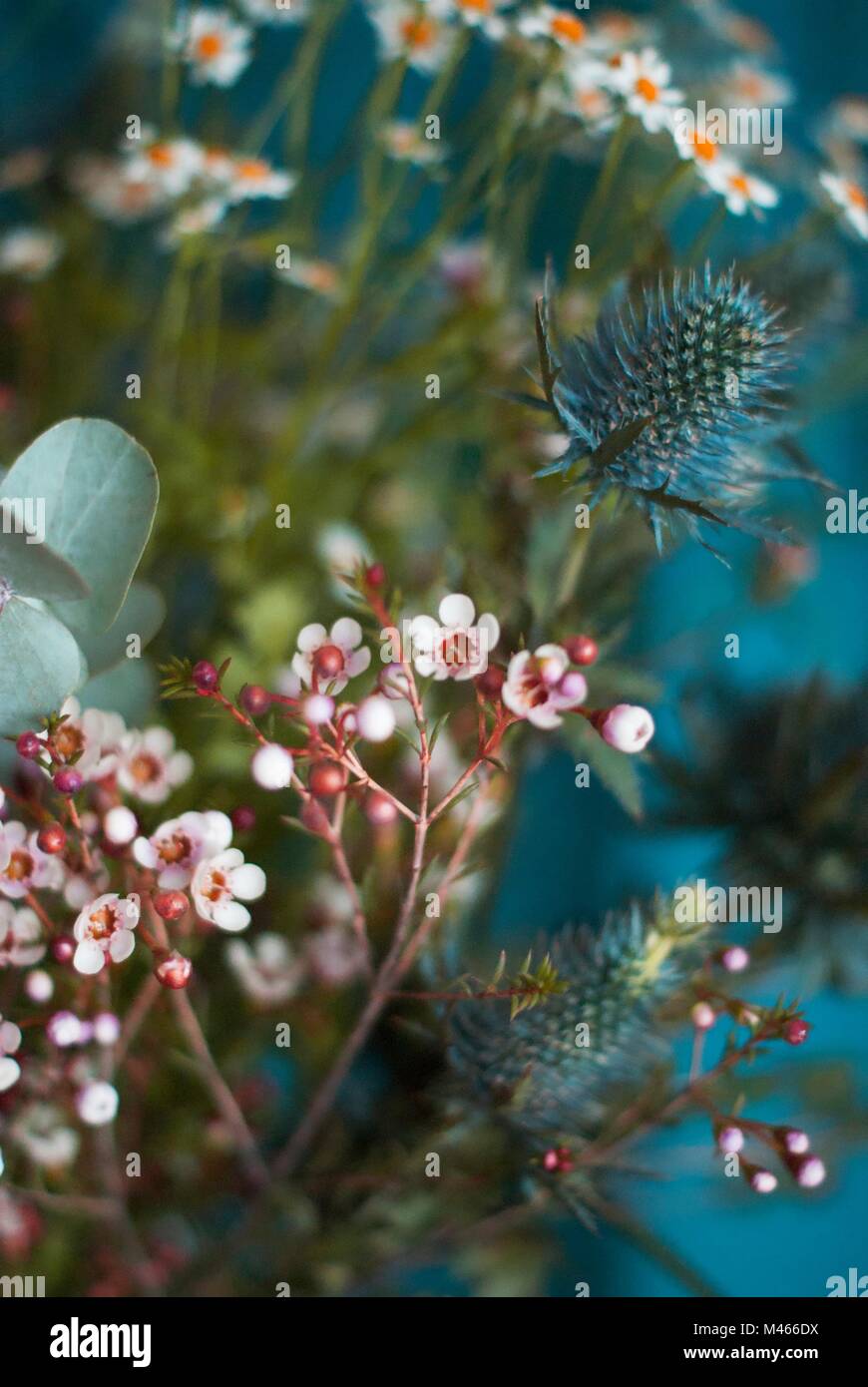 Significations Des Fleurs Photos Significations Des Fleurs