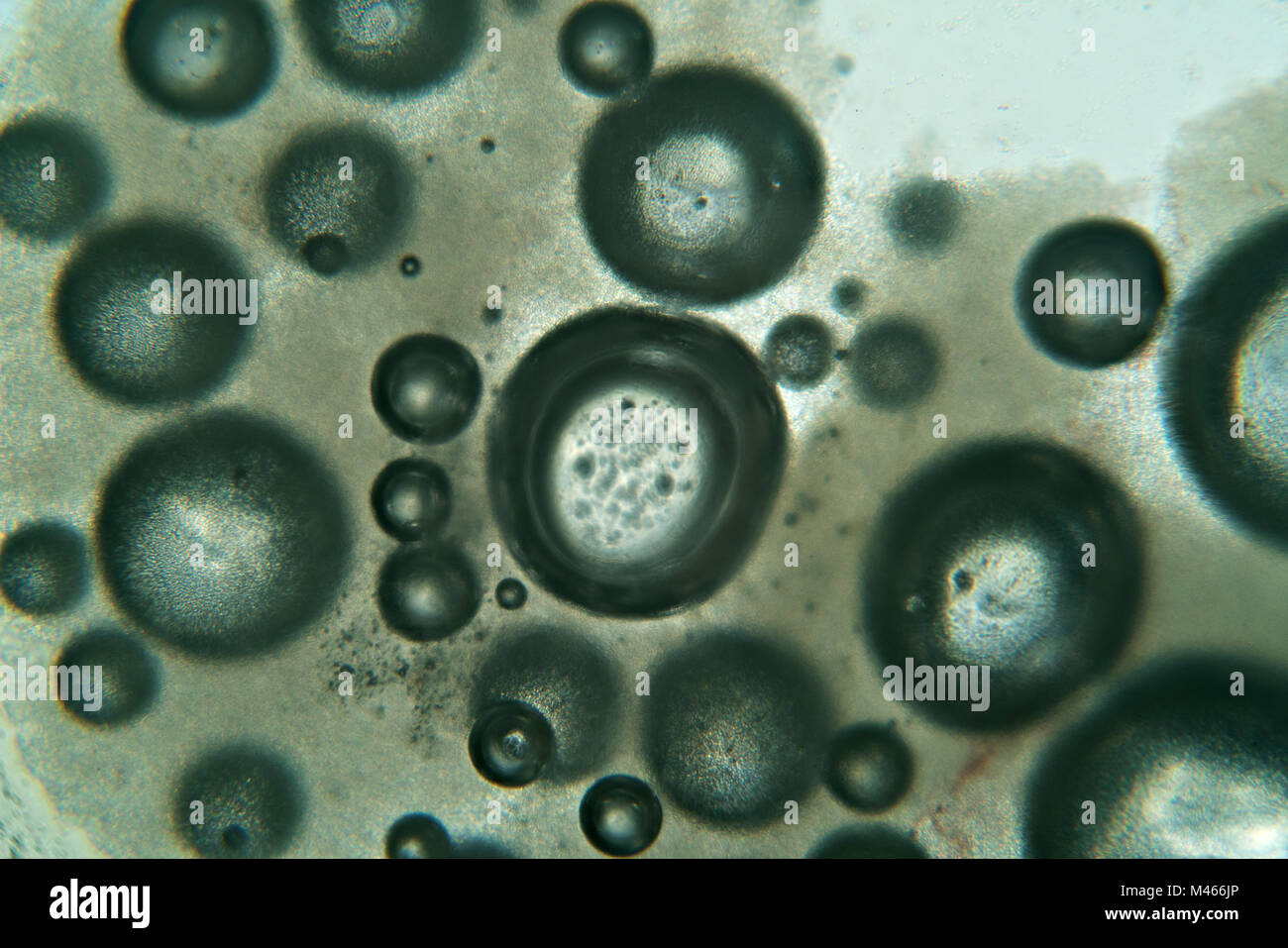 Vue à l'aide de microscope sur bulles d'eau Banque D'Images