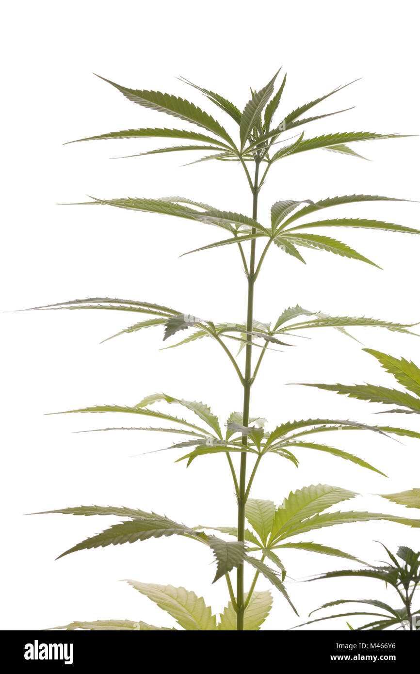 Les feuilles des plantes de marijuana fraîche sur fond blanc Banque D'Images