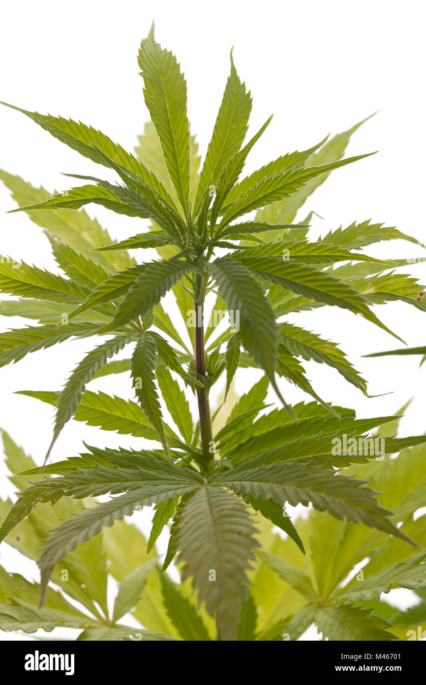 Les feuilles des plantes de marijuana fraîche sur fond blanc Banque D'Images