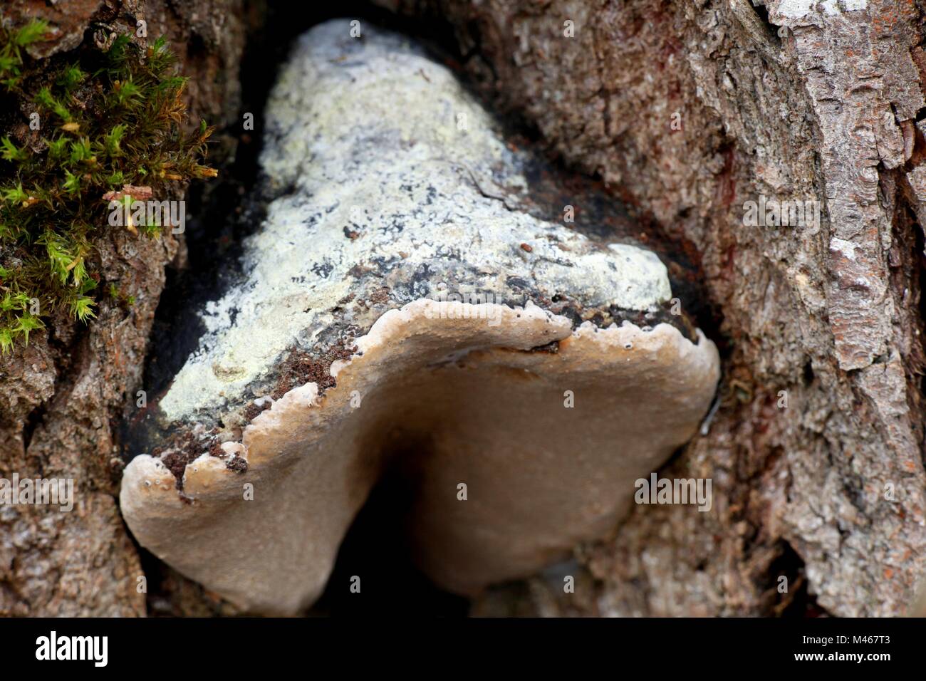 Willow champignon, Phellinus igniarius, également appelé fire éponge, est une cause majeure de la pourriture blanche. Banque D'Images