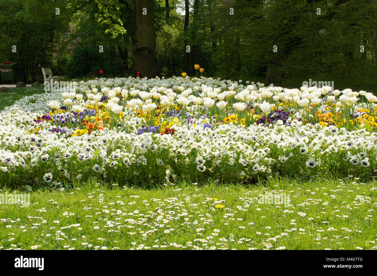 Tulipa White Triumphator, Lily flowered tulip, Alto Banque D'Images
