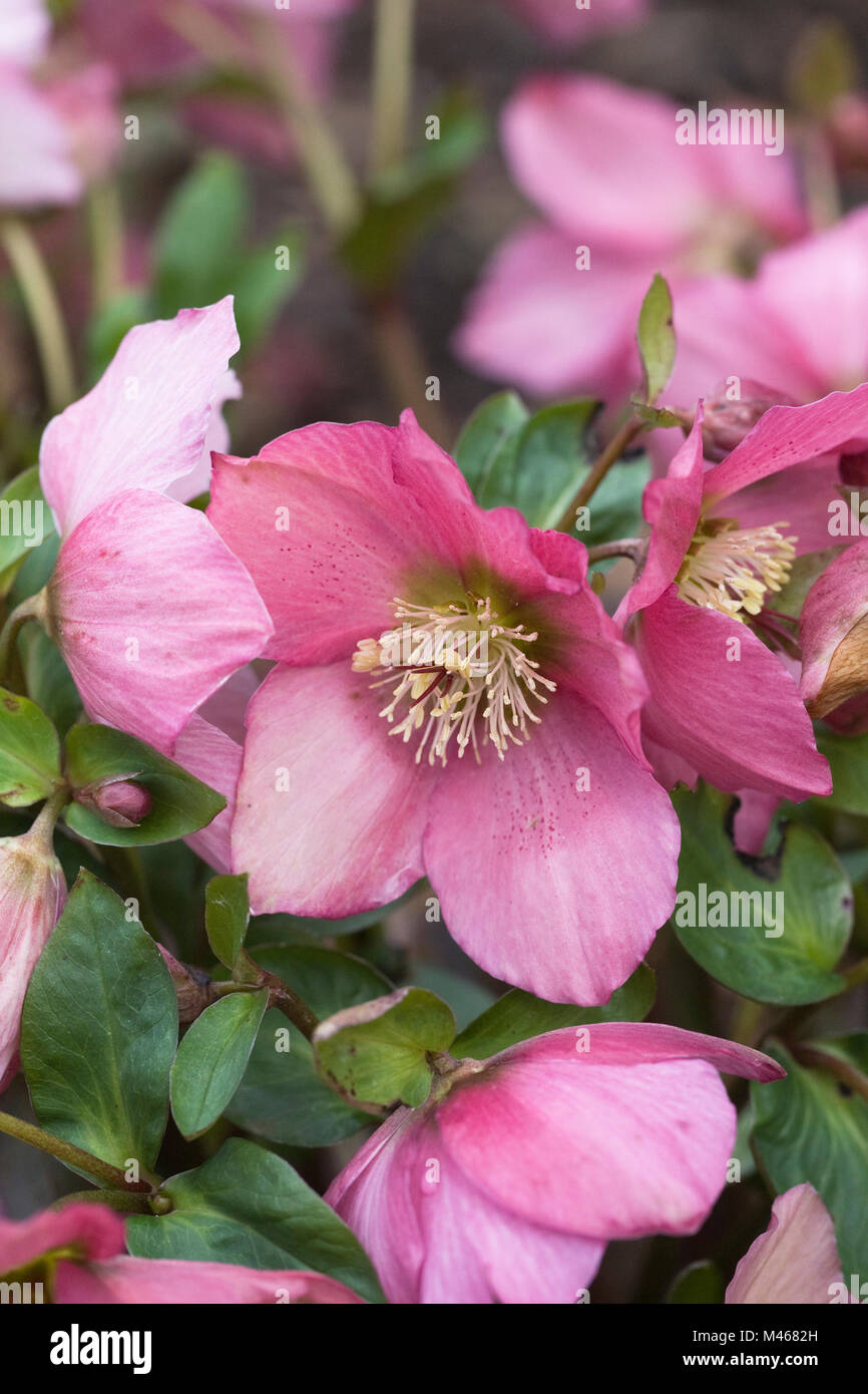 Helleborus Walberton Huis's 'Walhero Romarin' fleurs. Banque D'Images