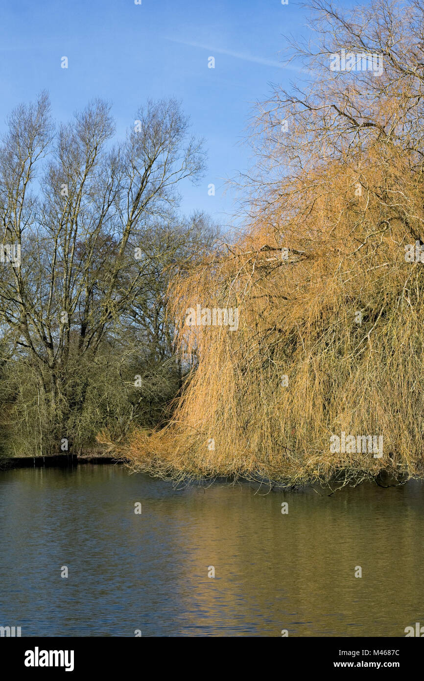 Salix babylonica arbre. Saule pleureur arbre en hiver sur le bord d'un lac. Banque D'Images