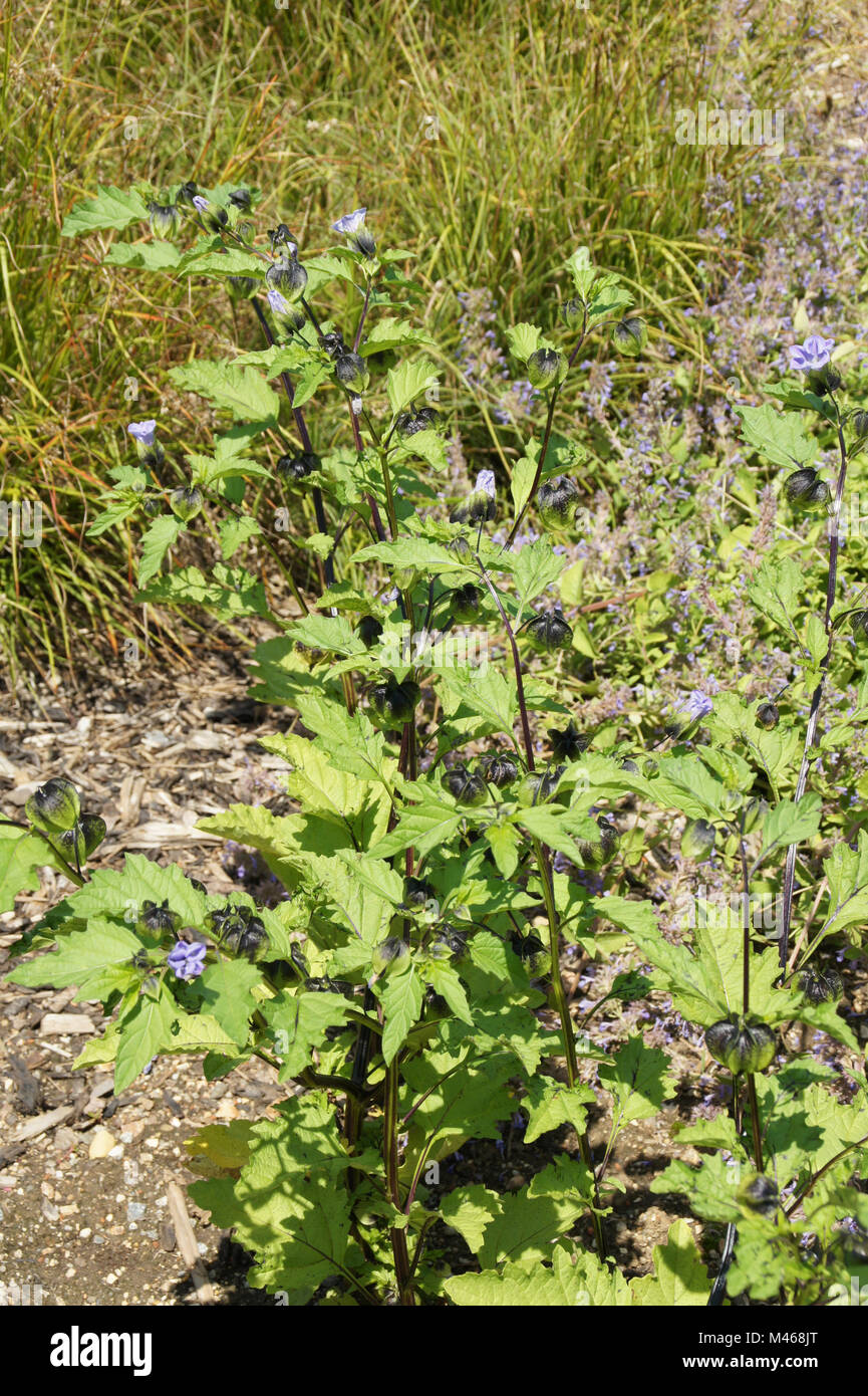 Nicandra physaloides, Giftbeere, Shoo-fly plant Banque D'Images