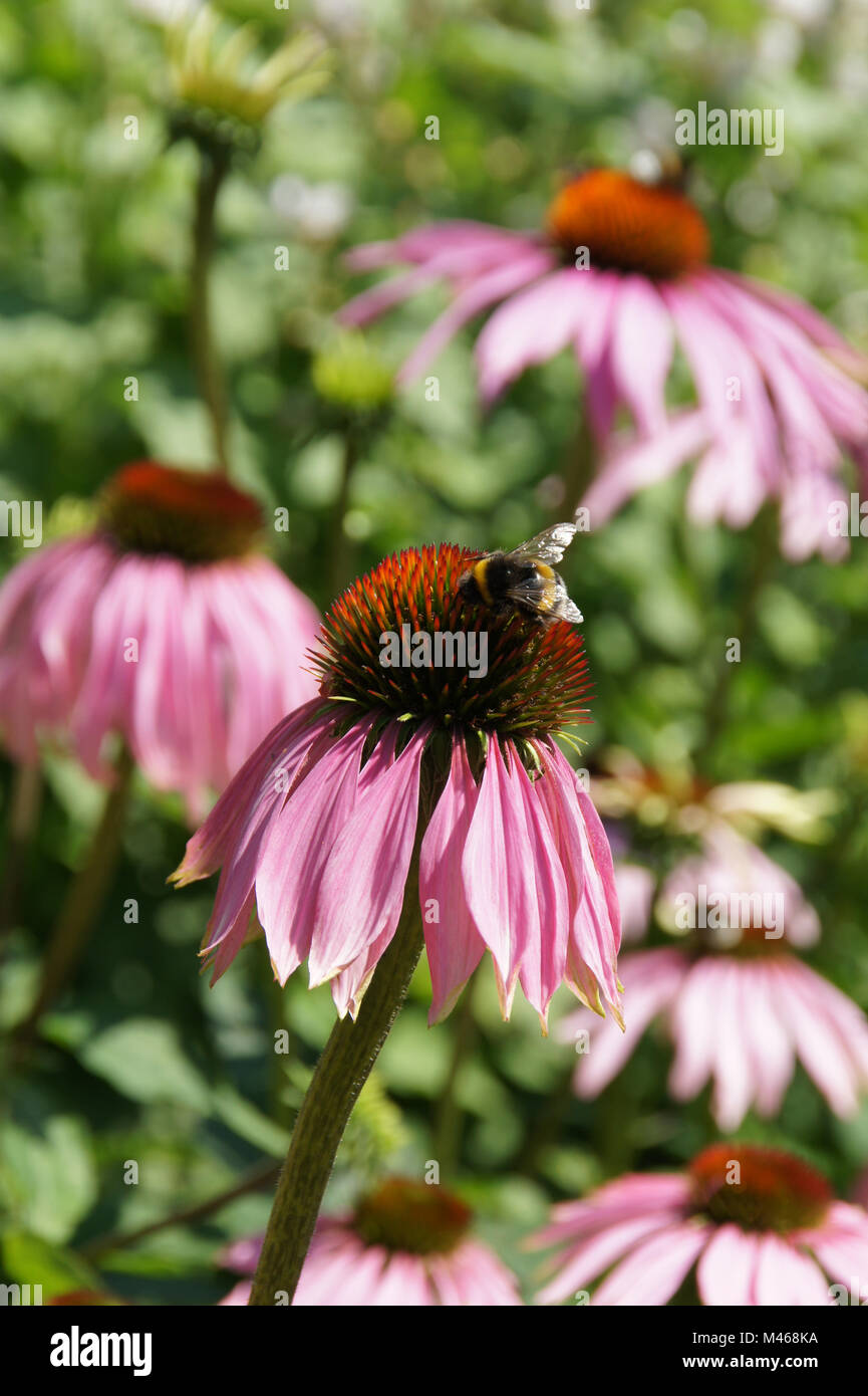 Echinacea purpurea, Roter Sonnenhut, l'échinacée Banque D'Images