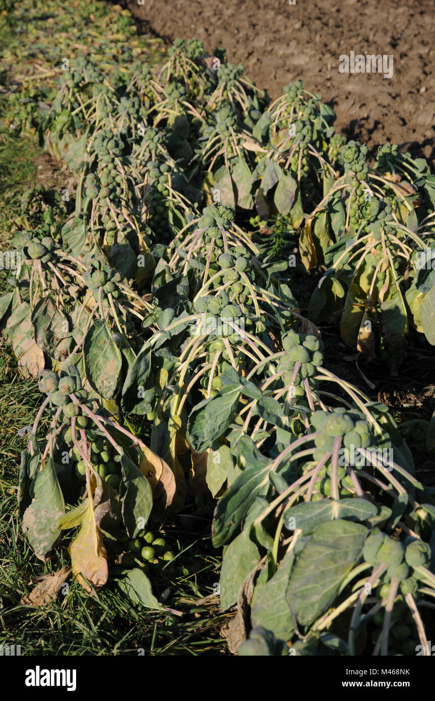 Brassica oleracea gemmifera variegata, chou de Bruxelles Banque D'Images