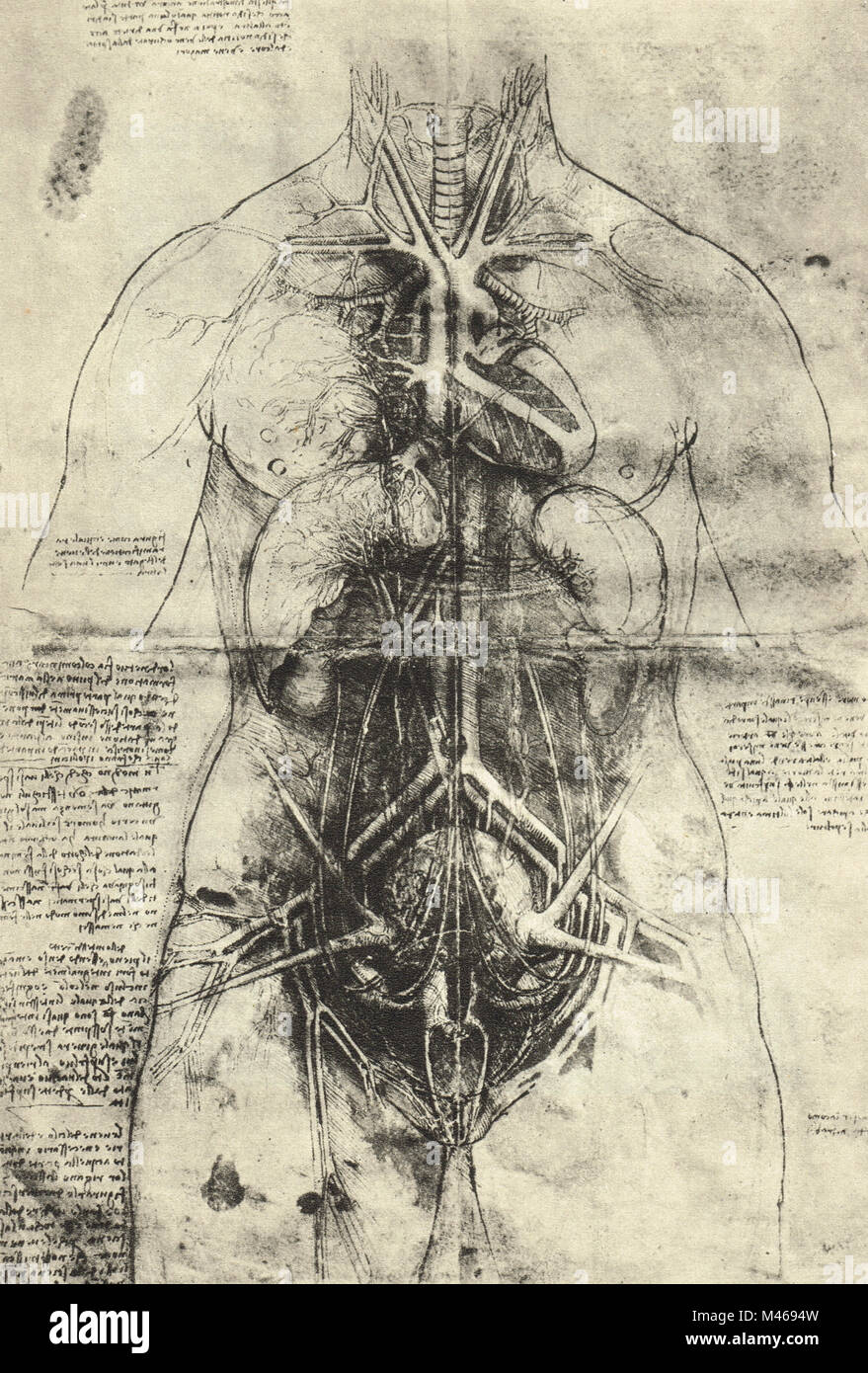 La dissection du système artériel et principaux organes d'une femme. Dessin anatomique de Léonard de Vinci, vers 1510 Banque D'Images