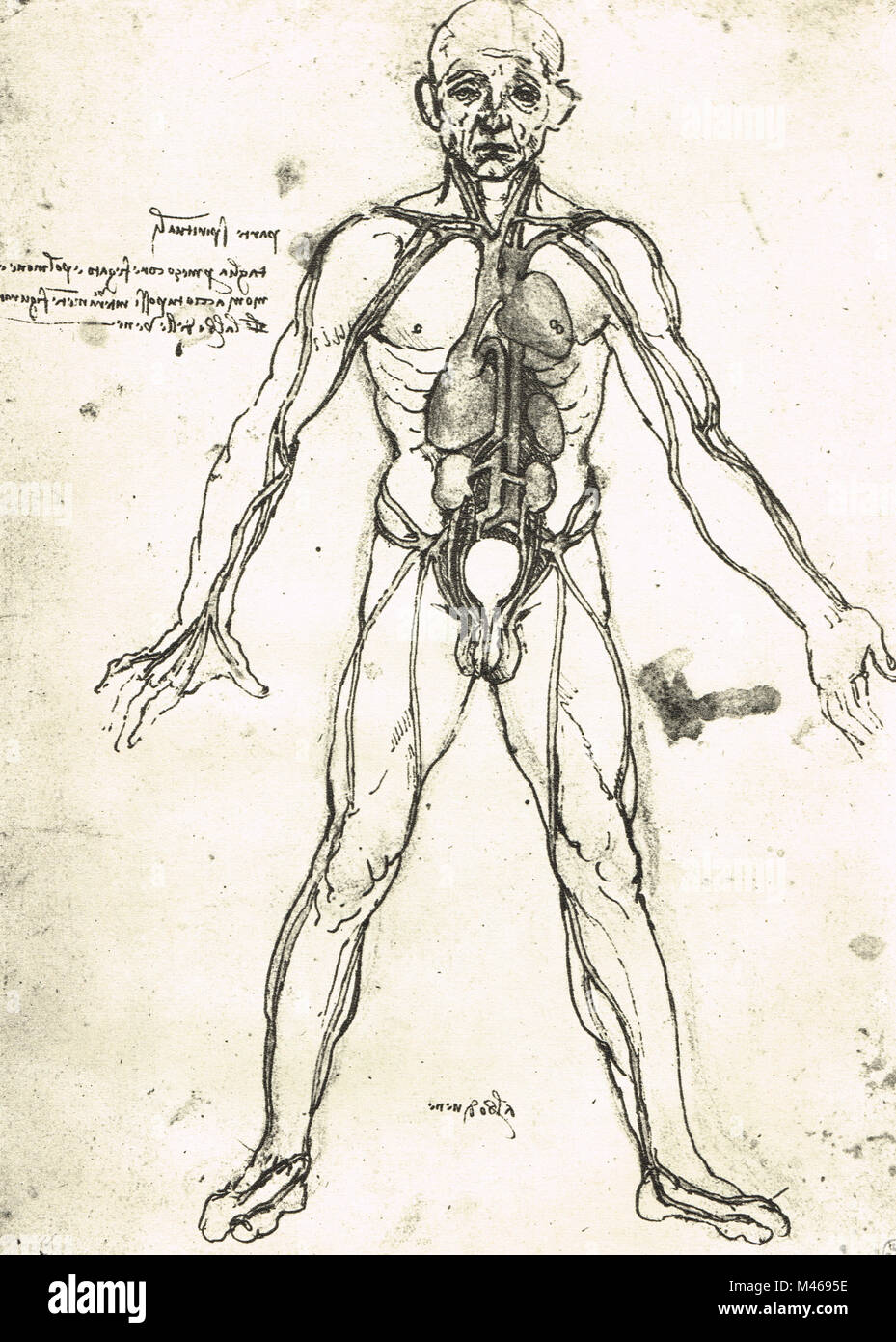 Figure anatomique d'un homme, pour montrer le cœur, les poumons et les ...