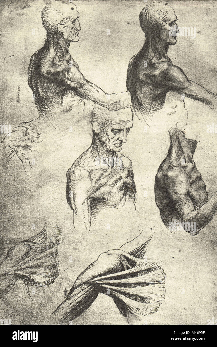 Dessin anatomique, les études de la tête et les épaules d'un homme, dessiné par Leonardo Da Vinci, 1510 Banque D'Images
