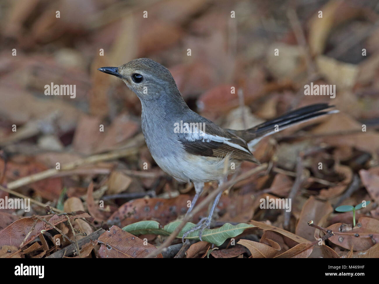 Pelzeln's Pie-robin (Copsychus pica) femelle adulte sur le sol. Endémique de Madagascar Ampijoroa Ankarafantsika, Station forestière, Madagascar Banque D'Images