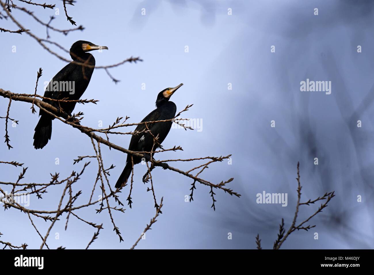 Grands cormorans dans un arbre Banque D'Images