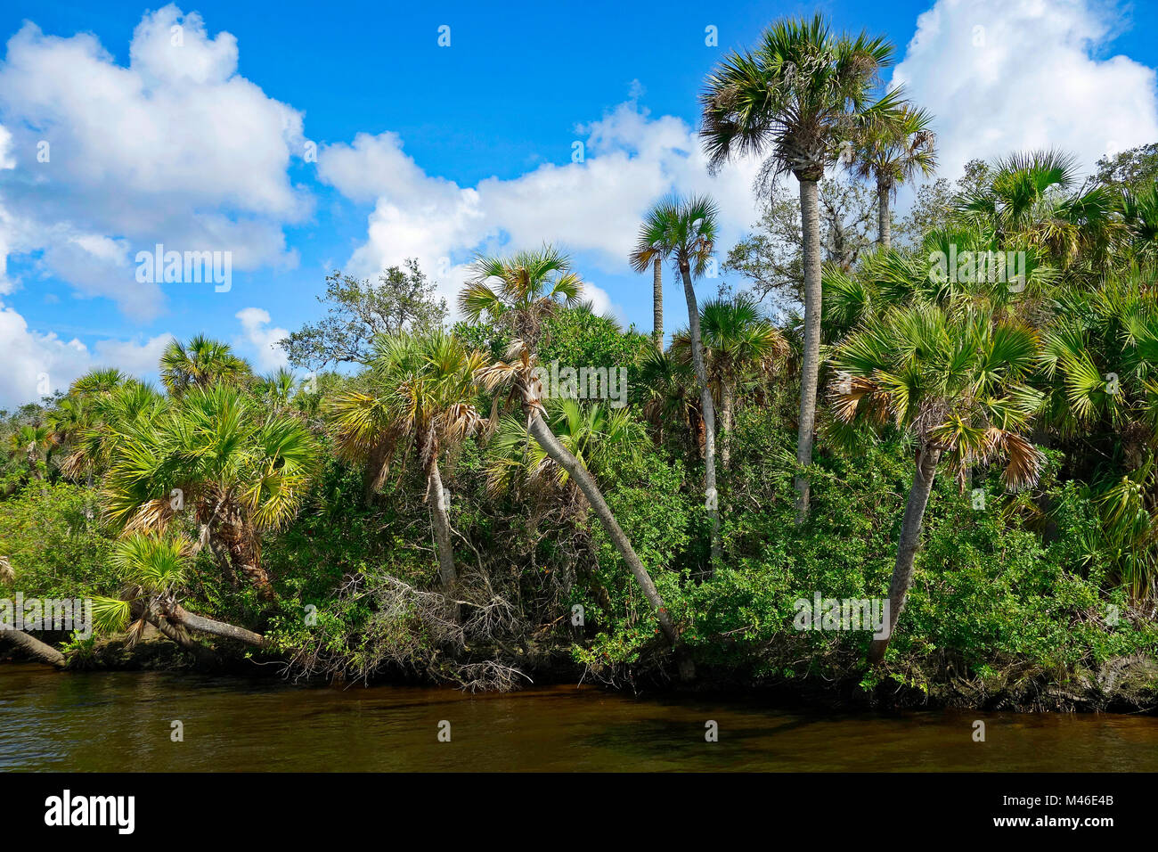 Le Wild Myakka River, sud-ouest de la Floride, USA Banque D'Images