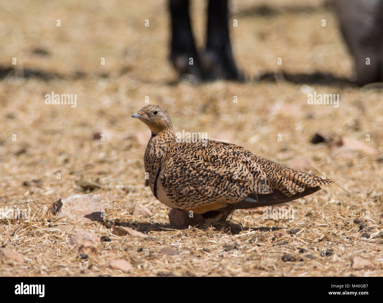 Femme Black-Bellied (Ganga Unibande Pterocles orientalis) dans le désert de plume de chèvre sur l'île de Fuerteventura, Îles Canaries. Banque D'Images