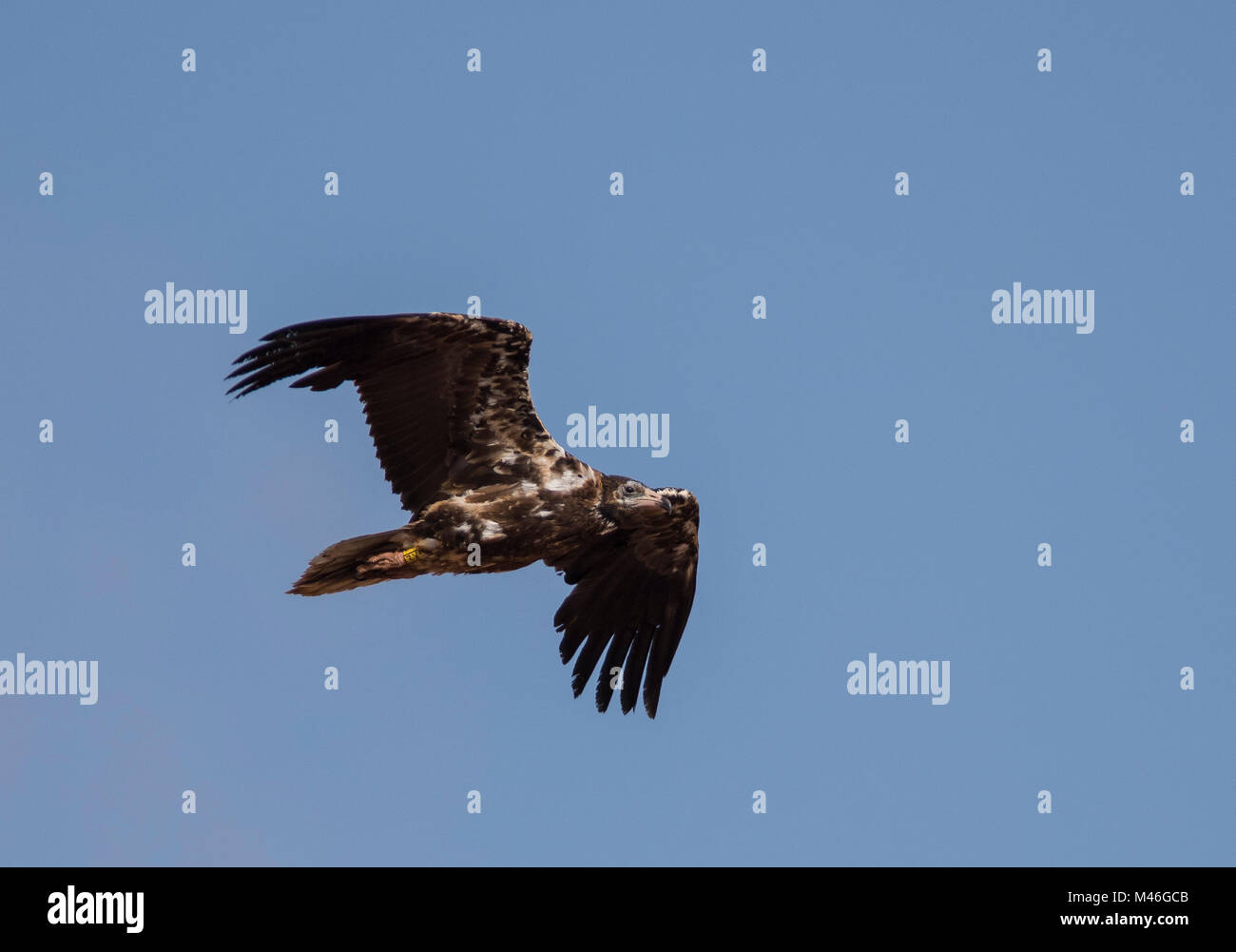 Juvenile Percnoptère (Neophron percnopterus) en vol au dessus de l'île de Fuerteventura avec un ciel bleu en arrière-plan. Banque D'Images