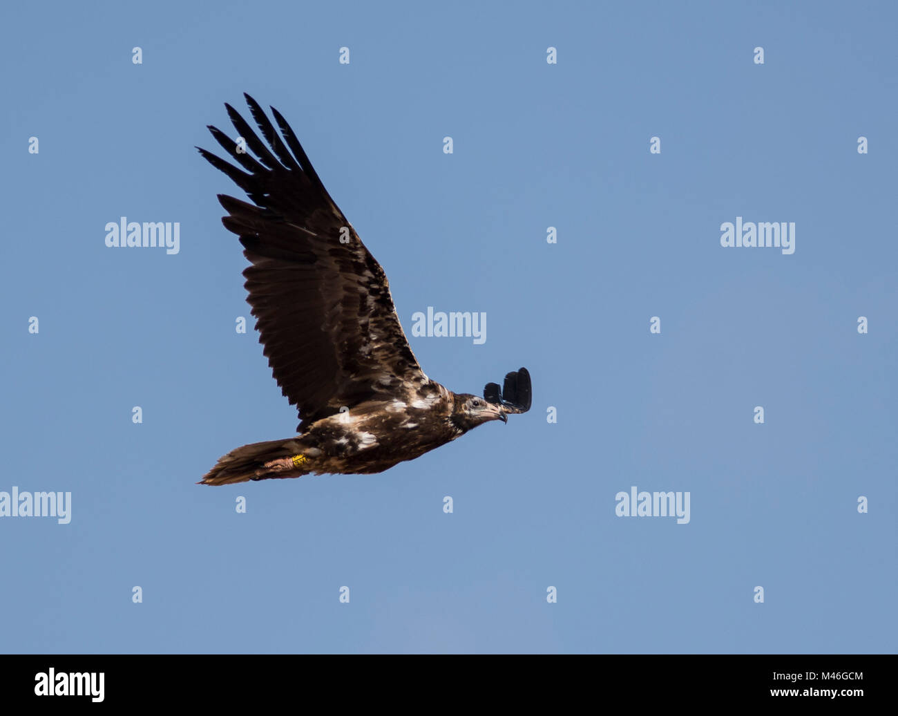 Juvenile Percnoptère (Neophron percnopterus) en vol au dessus de l'île de Fuerteventura avec un ciel bleu en arrière-plan. Banque D'Images