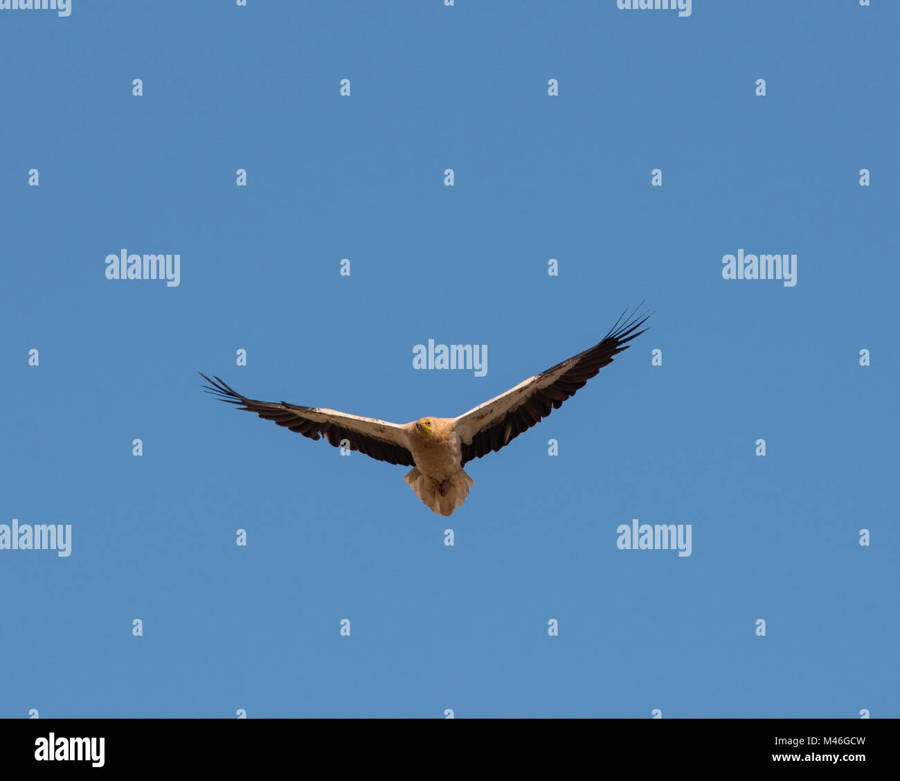 Des profils Percnoptère (Neophron percnopterus) en vol au dessus de l'île de Fuerteventura avec un ciel bleu en arrière-plan. Banque D'Images