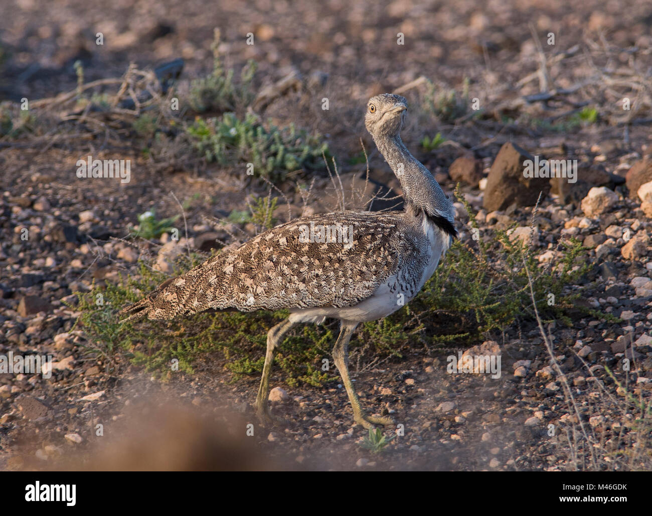 L'outarde houbara (Chlamydotis ondulent fuertaventurae) dans l'affichage partiel de l'île de Fuerteventura, Espagne. Banque D'Images