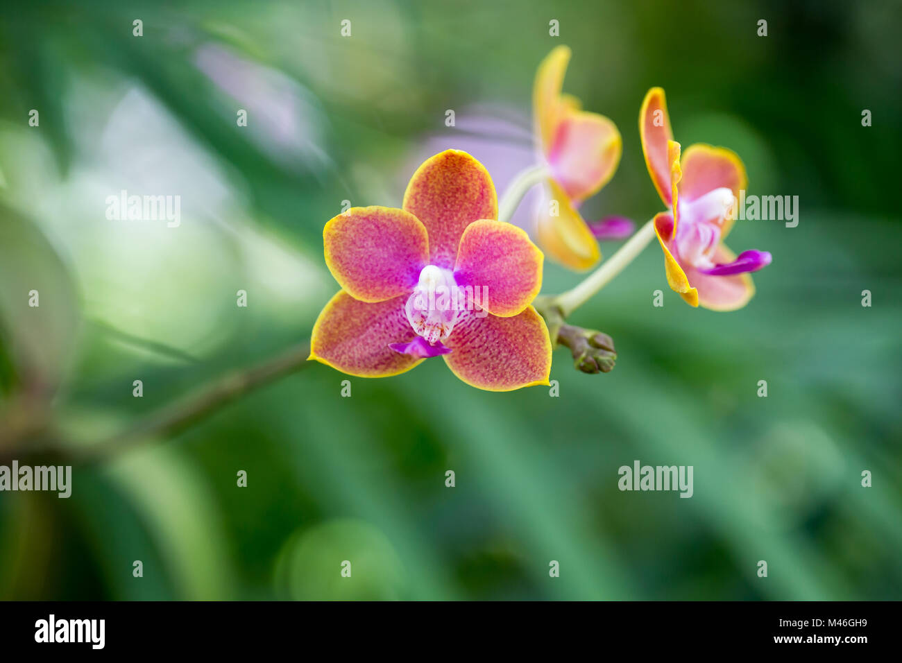 Fond D Orchidees Gros Plan Imprimer Photo Stock Alamy