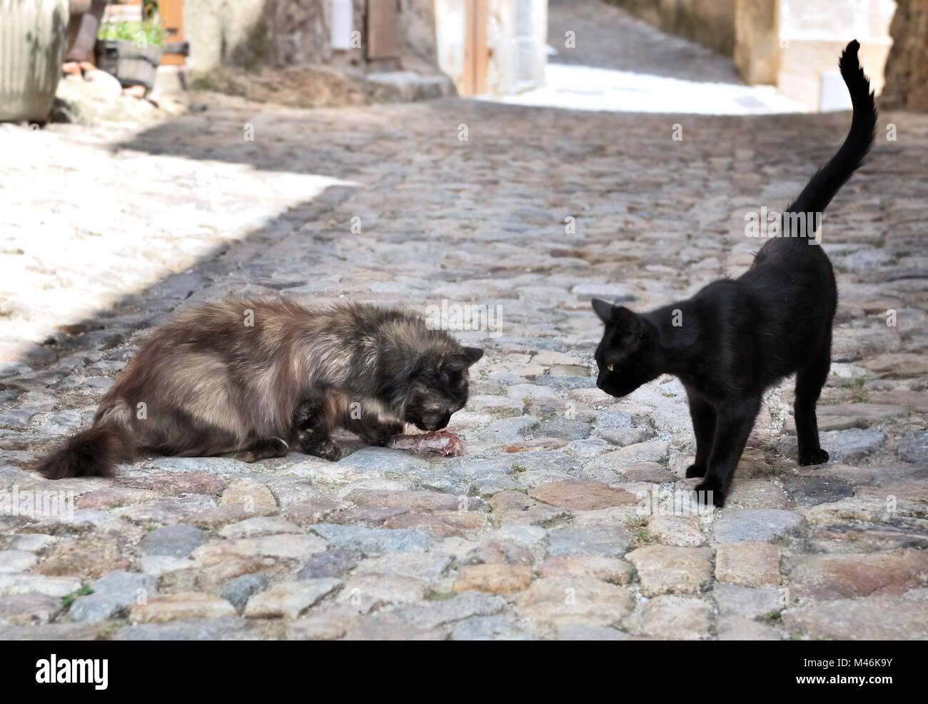 Chat noir à manger à un autre dans une ruelle d'un village corse Banque D'Images