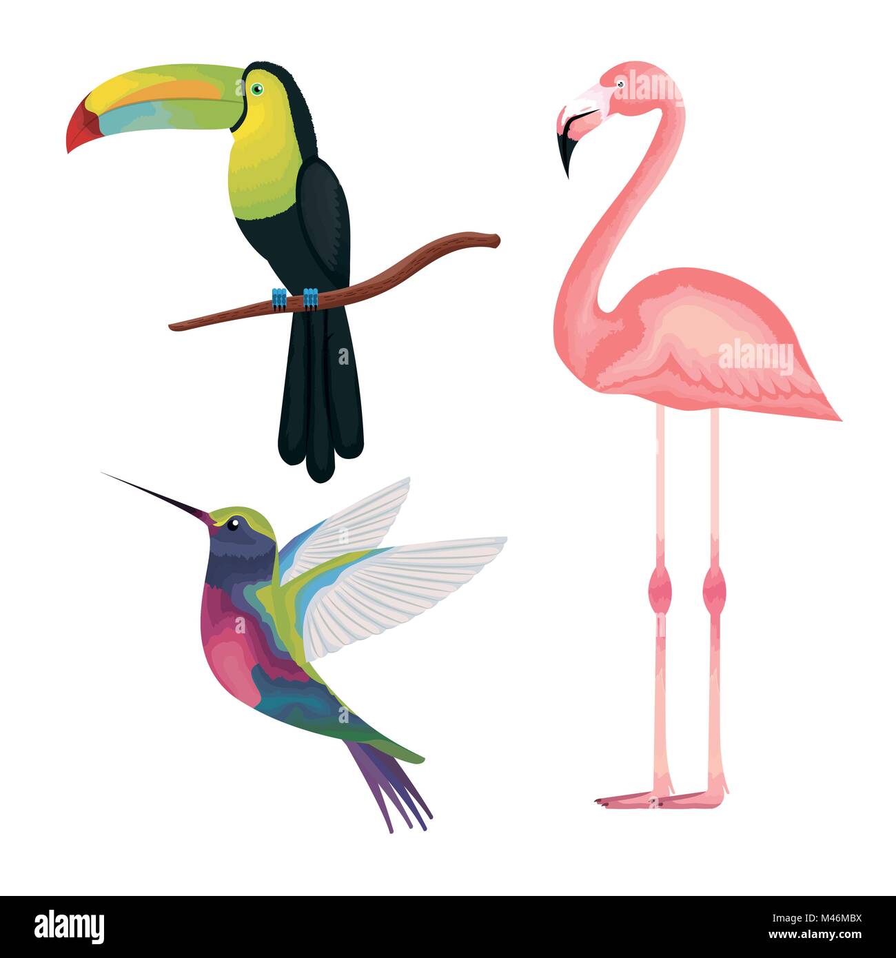 Les oiseaux exotiques et tropicaux vector illustration design Illustration de Vecteur