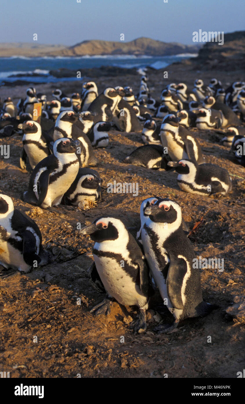 La Namibie. Luderitz. L'île d'Halifax. Ancien centre rassemblement de guano. Colonie de pingouins Jackass maintenant (Speniscus demersus) vivant. Banque D'Images