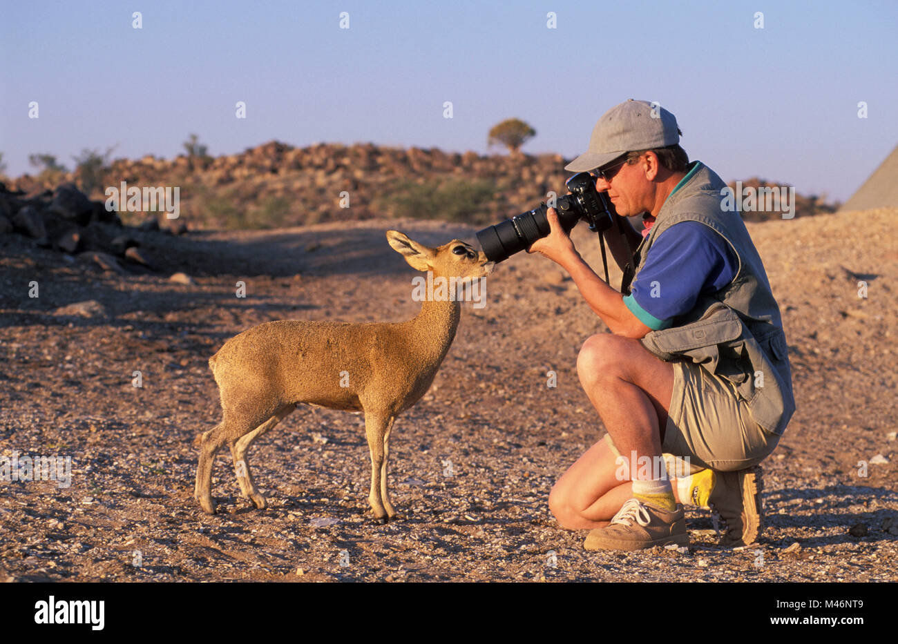 La Namibie. Désert du Kalahari. Près de Keetmanshoop. Photographe Frans Lemmens prendre photo de Klipspringer (Oreotragus oreotragus). Banque D'Images