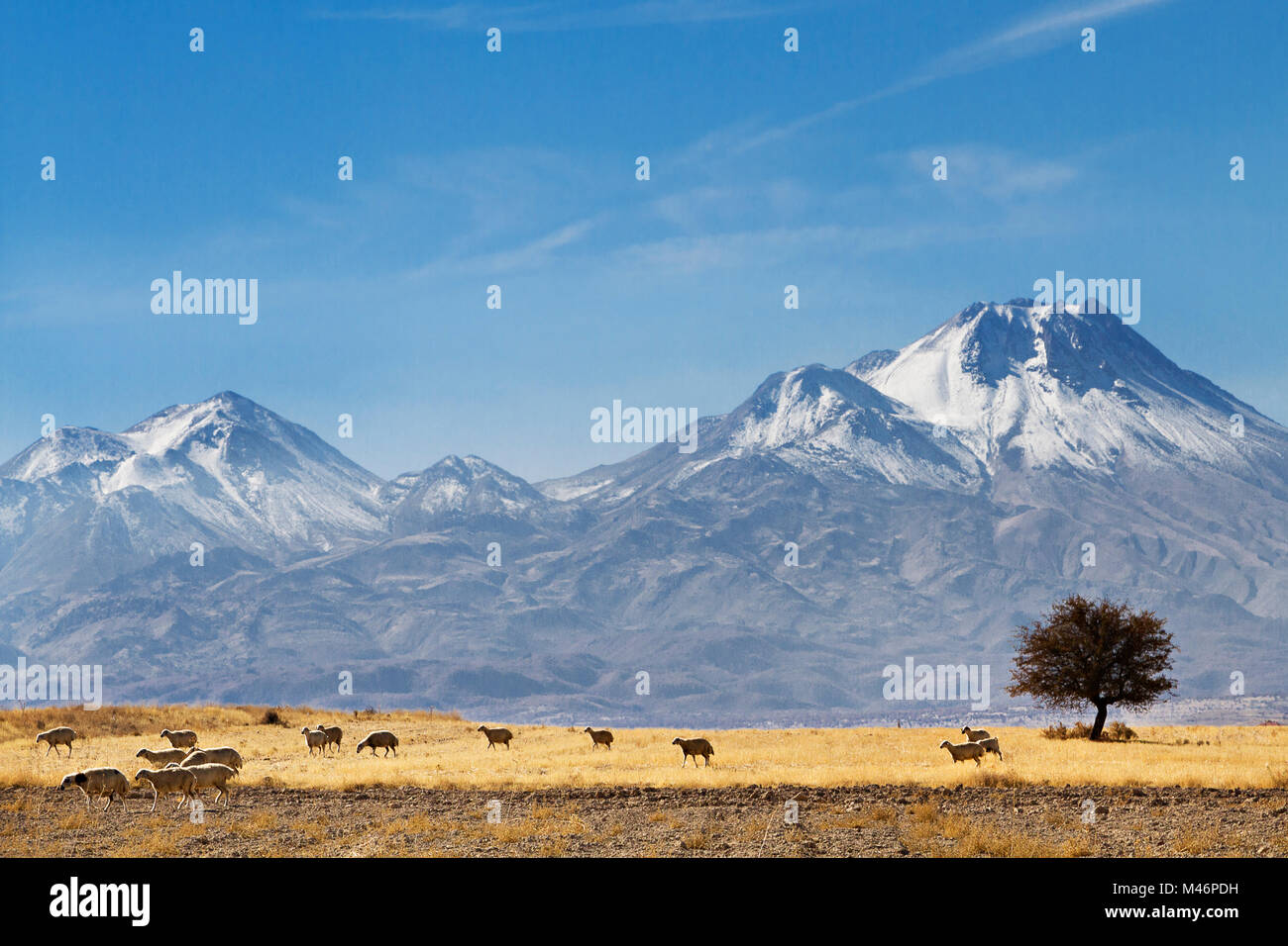 Troupeau de moutons et la montagne Hasandag, Cappadoce, Turquie. Banque D'Images