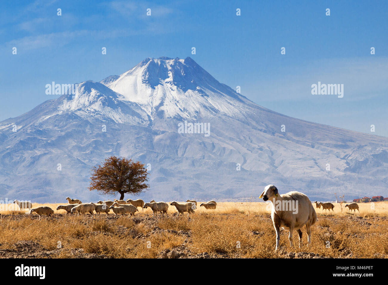 Troupeau de moutons et la montagne Hasandag, Cappadoce, Turquie. Banque D'Images