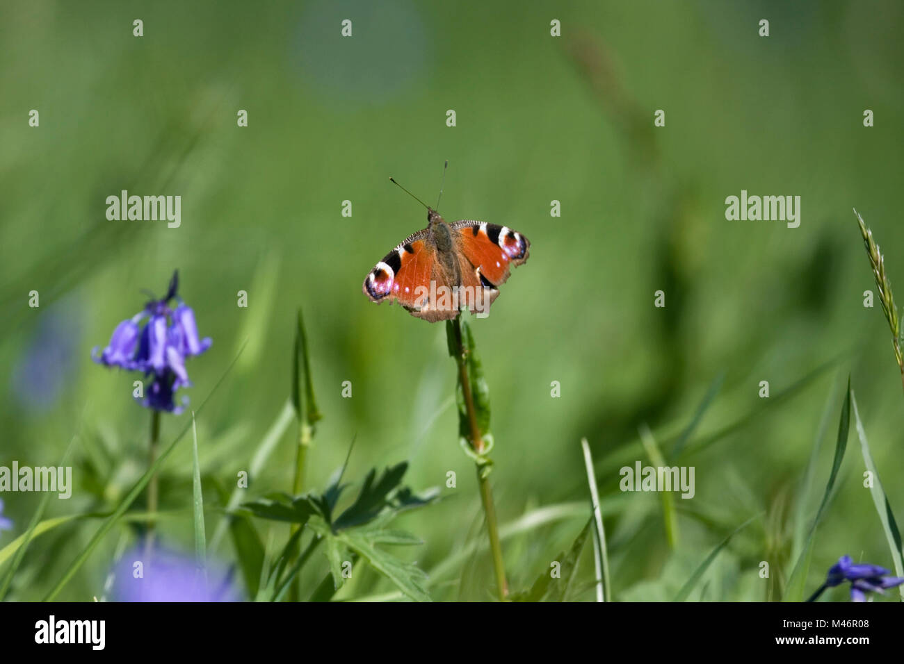 Peacock butterfly (Inachis io) se reposant dans un pré, Worcestershire, peut Banque D'Images