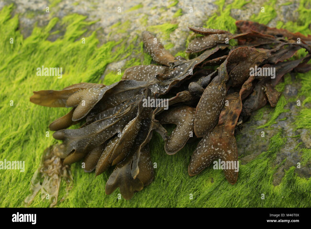 Algues fucus vésiculeux à marée basse sur les rochers de la côte Norkolk est de l'Angleterre, la mer du Nord, près d'bladderrack seaweed Banque D'Images