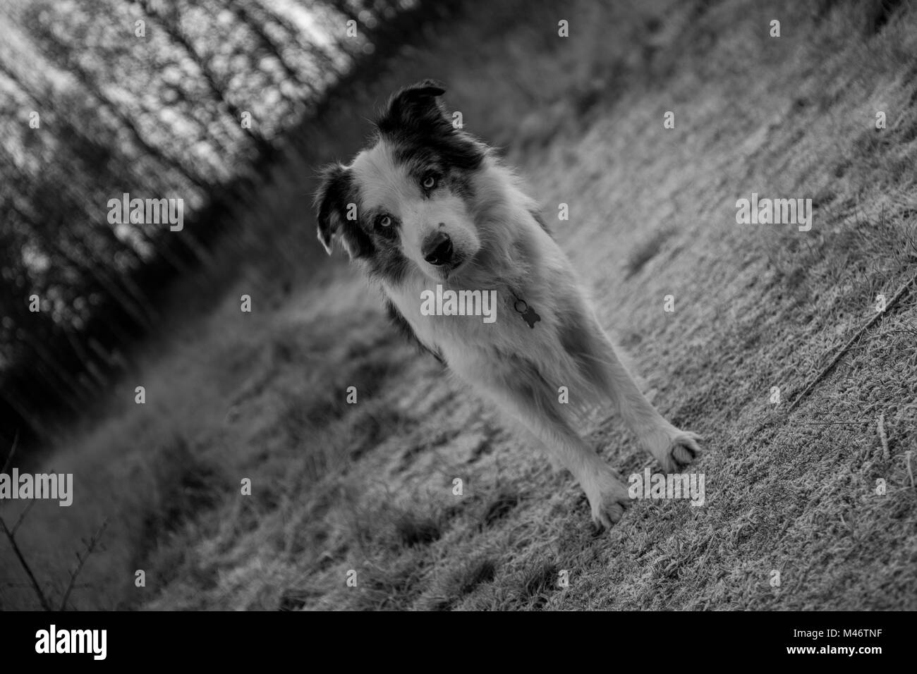 Levi le Border Collie Bleu Merle Banque D'Images